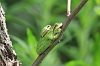 IMG_6266_Tree_frog